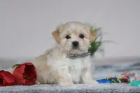 Hunter, a male Lhasa Apso for sale in Millersburg, OH – Photo 3 of 6