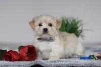 Hunter, a male Lhasa Apso for sale in Millersburg, OH – Photo 5 of 6