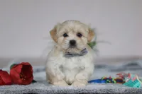 Hunter, a male Lhasa Apso for sale in Millersburg, OH – Photo 2 of 6