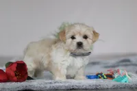 Hunter, a male Lhasa Apso for sale in Millersburg, OH – Photo 6 of 6