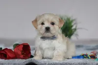 Hunter, a male Lhasa Apso for sale in Millersburg, OH – Photo 1 of 6