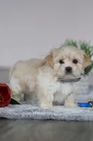 Hunter, a male Lhasa Apso for sale in Millersburg, OH – Photo 4 of 6