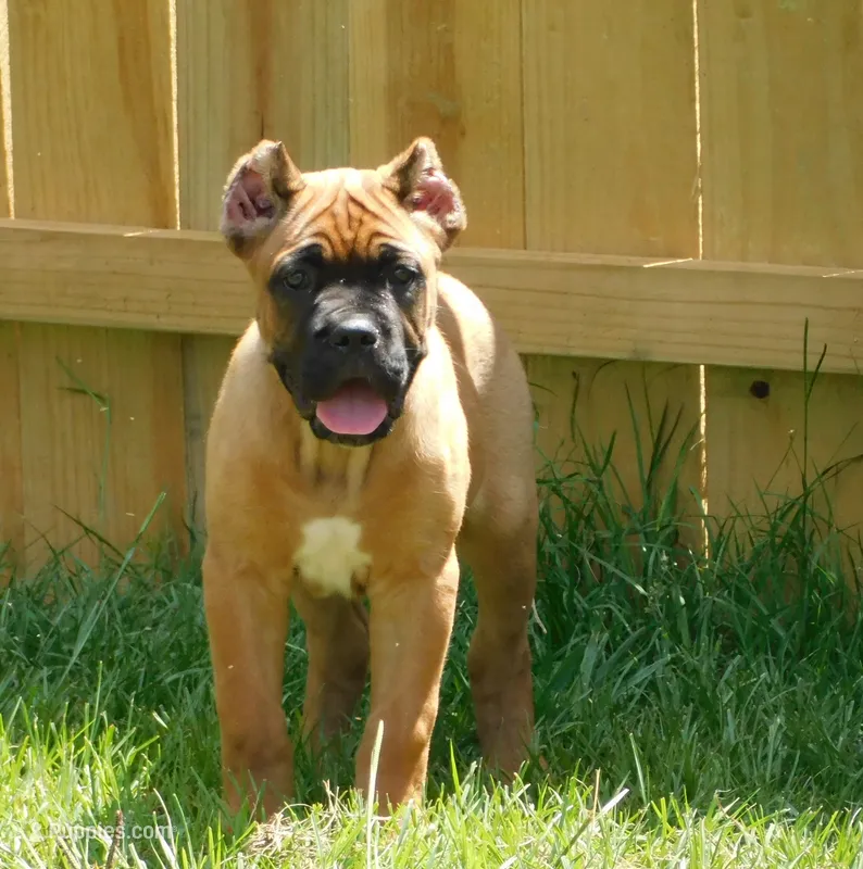 Red – Cane Corso puppy for sale in Atoka, OK