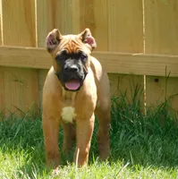 Red, a female Cane Corso for sale in Atoka, OK – 1 of 2