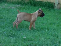 Red, a female Cane Corso for sale in Atoka, OK – 2 of 2