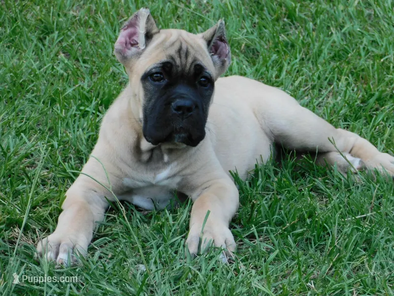 Princess – Cane Corso puppy for sale in Atoka, OK