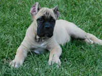 Princess, a female Cane Corso for sale in Atoka, OK – 1 of 2