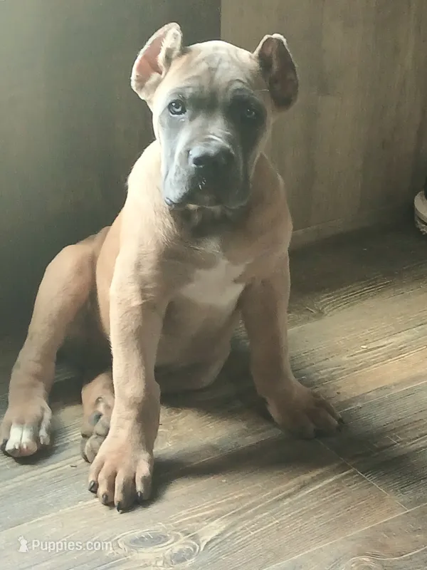 Tugger – Cane Corso puppy for sale in Atoka, OK