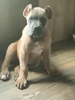 Tugger, a male Cane Corso for sale in Atoka, OK – 2 of 3