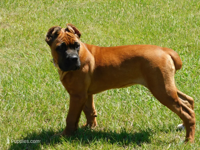 Red – Cane Corso puppy for sale in Atoka, OK