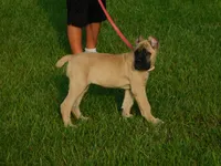 Princess, a female Cane Corso for sale in Atoka, OK – 2 of 2