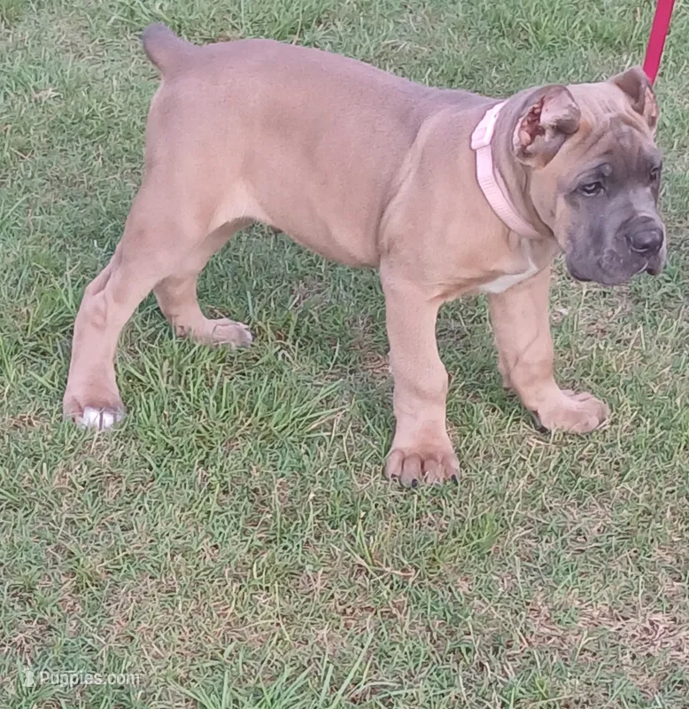 Tugger – Cane Corso puppy for sale in Atoka, OK