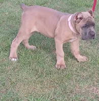 Tugger, a male Cane Corso for sale in Atoka, OK – 1 of 3