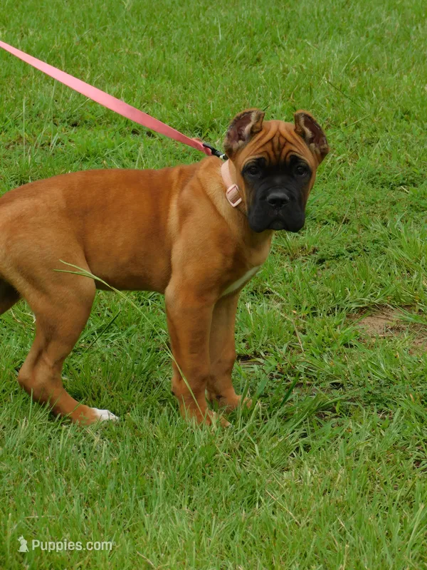 Red – Cane Corso puppy for sale in Atoka, OK