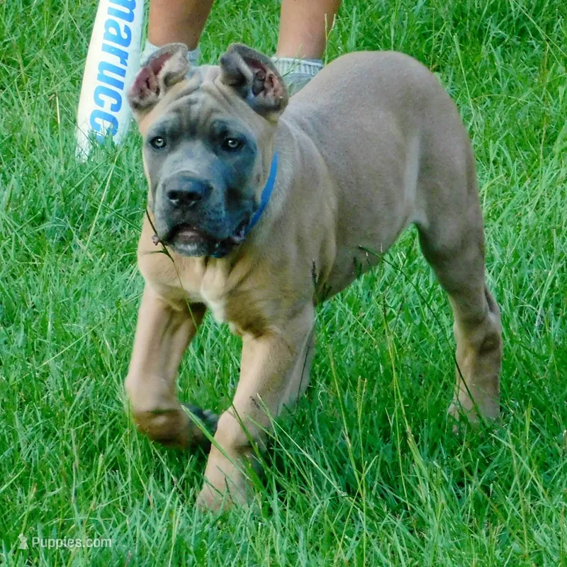 Tugger – Cane Corso puppy for sale in Atoka, OK
