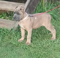 Tugger, a male Cane Corso for sale in Atoka, OK – 3 of 3
