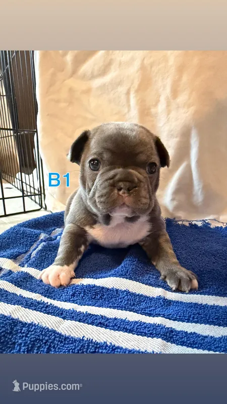 B1 – French Bulldog puppy for sale in Jacksonville, NC