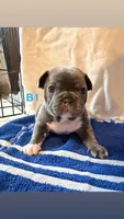 B1, a male French Bulldog for sale in Jacksonville, NC – Photo 1 of 6