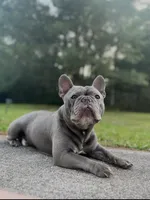 B1, a male French Bulldog for sale in Jacksonville, NC – Photo 6 of 6