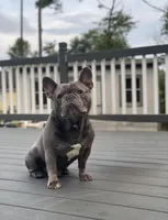 B1, a male French Bulldog for sale in Jacksonville, NC – Photo 5 of 6