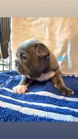 B1, a male French Bulldog for sale in Jacksonville, NC – Photo 2 of 6