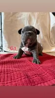 Girl 1, a female French Bulldog for sale in Jacksonville, NC – Photo 1 of 6