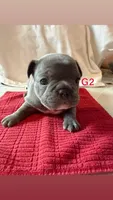 G2, a female French Bulldog for sale in Jacksonville, NC – Photo 2 of 6