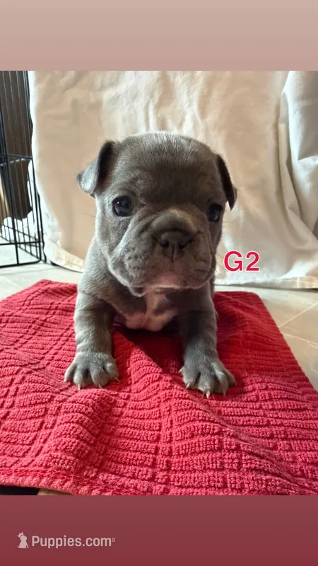 G2 – French Bulldog puppy for sale in Jacksonville, NC