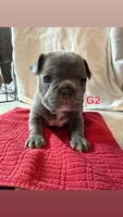 G2, a female French Bulldog for sale in Jacksonville, NC – Photo 1 of 6
