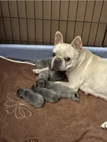 B2, a male French Bulldog for sale in Jacksonville, NC – Photo 4 of 6