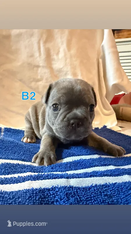 B2 – French Bulldog puppy for sale in Jacksonville, NC