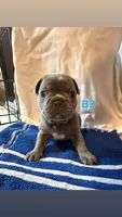B2, a male French Bulldog for sale in Jacksonville, NC – Photo 2 of 6