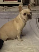 B2, a male French Bulldog for sale in Jacksonville, NC – Photo 3 of 6