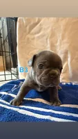 B3, a male French Bulldog for sale in Jacksonville, NC – Photo 2 of 6