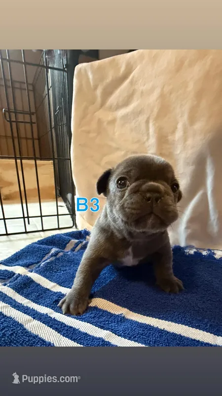 B3 – French Bulldog puppy for sale in Jacksonville, NC