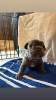 B3, a male French Bulldog for sale in Jacksonville, NC – Photo 1 of 6