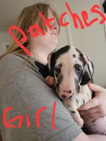 Patches, a female Great Dane for sale in Irving, TX – 2 of 5