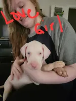 Love, a female Great Dane for sale in Irving, TX – 5 of 5