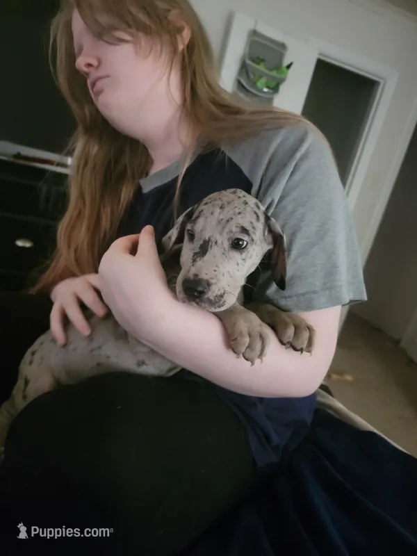 Reggie – Great Dane puppy for sale in Irving, TX