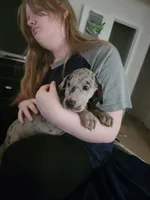 Reggie, a female Great Dane for sale in Irving, TX – 1 of 4