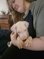 Love, a female Great Dane for sale in Irving, TX – 2 of 5