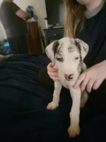 War Machine , a male Great Dane for sale in Irving, TX – 2 of 5