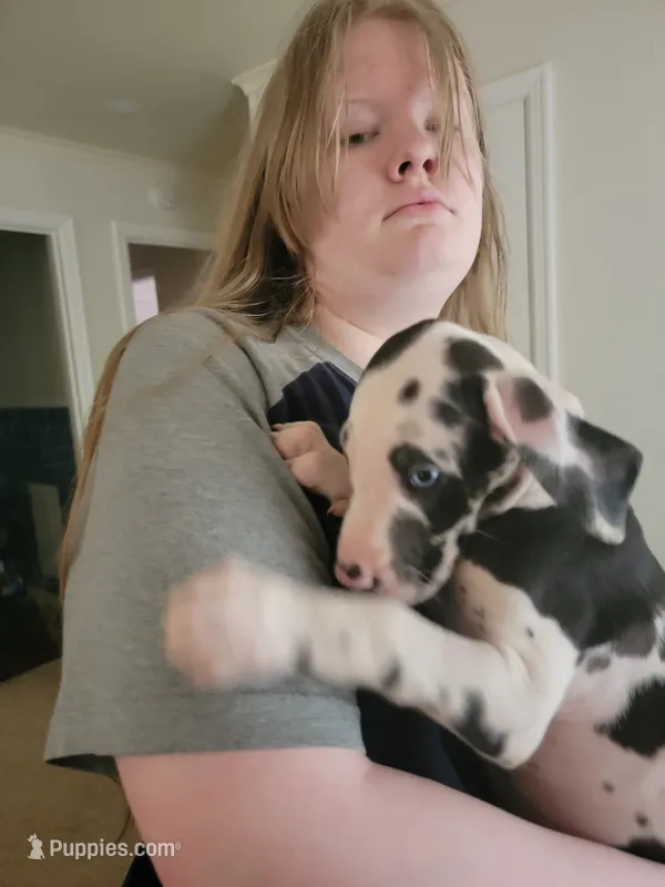 Patches – Great Dane puppy for sale in Irving, TX