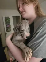 Raven, a female Great Dane for sale in Irving, TX – 2 of 6