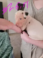 Blanca, a female Great Dane for sale in Irving, TX – Photo 4 of 5