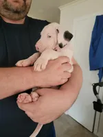 Blanca, a female Great Dane for sale in Irving, TX – Photo 1 of 5