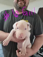 Blanca, a female Great Dane for sale in Irving, TX – Photo 2 of 5