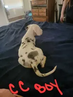 CC, a male Great Dane for sale in Irving, TX – 4 of 4
