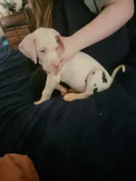 Love, a female Great Dane for sale in Irving, TX – 3 of 5