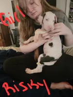 Beauty, a female Great Dane for sale in Irving, TX – 3 of 4